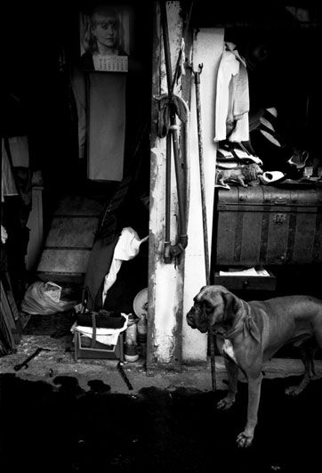 Dog in market