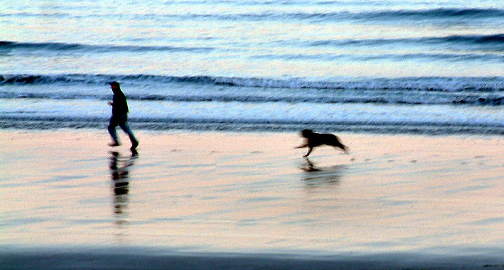 Dog on beach